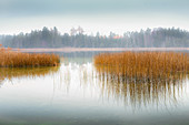 Reflection of reeds in a misty autumn mood at Fohnsee (Ostersee), Bavaria, Germany