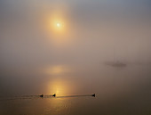 Boats and coots in the harbor in foggy autumn mood, sunrise at Lake Starnberg, Seeshaupt, Bavaria, Germany