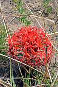 Malawi; Northern Region; Nyika National Park; bright red ball of blood flower
