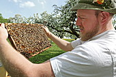 Beekeeper in the orchard meadow, Jasberg near Dietramszell, Upper Bavaria, Bavaria, Germany