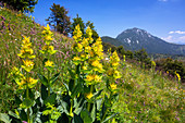Gellber Enzian, Gentiana lutea, Ammergauer Alpen, Oberbayern, Deutschland, Europa