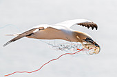 Northern gannet in flight with plastic garbage in its beak, Heligoland, North Sea, Schleswig-Holstein, Germany