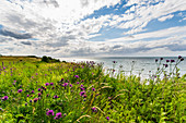 Cornflowers on the stony coast of Dazendorf, Baltic Sea, Ostholstein, Schleswig-Holstein, Germany