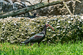A bald ibis in the alpine zoo in Innsbruck, Tyrol, Austria