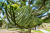 Junge Zweige von Nadelbaum im botanischen Garten "Jardin Botanico", Gran Canaria, Spanien