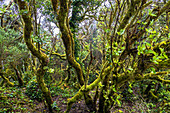 Moss-covered trees at the &quot;Pico del Ingles&quot; viewpoint in the Anaga Mountains, Tenerife, Spain