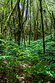 Hiking trail &quot;Bosque Encantado&quot; with moss-covered trees and ferns in the cloud forest of the Anaga Mountains, Tenerife, Spain