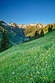 Flower meadow in front of Schochen and Seeköpfe, Käseralp, Hintersteiner Tal, Allgäu Alps, Allgäu, Swabia, Bavaria, Germany