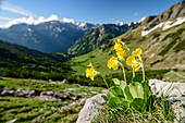 Blühende Aurikel mit Allgäuer Alpen unscharf im Hintergrund, Engeratsgundsee, Hintersteiner Tal, Allgäuer Alpen, Allgäu, Schwaben, Bayern, Deutschland