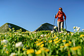 Woman hiking, flower meadow out of focus in the foreground, Belluno Dolomites, Belluno Dolomites National Park, UNESCO World Heritage Dolomites, Veneto, Veneto, Italy
