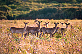 Fallow deer, Alghero, Sassari province, Sardinia, Italy, Europe. 