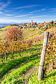 Dorf Treiso im Herbst, Region Barbaresco, Piemont, Italien, Europa.