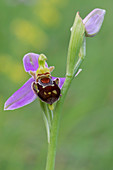 Bienen-Ragwurz (Ophrys apifera), Ligurien, Italien, Vobbia