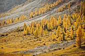 Italien, Venetien, Provinz Belluno, Cortina d'Ampezzo, Sonnenstrahlen fallen auf die leuchtenden Herbstlärchen
