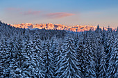 Winterlandschaft mit schneebedeckten Bäumen im Vordergrund und Gipfel des Brenta-Gebirges im Hintergrund, Vezzena-Pass, Lavarone, Provinz Trient; Dolomiten, Trentino-Südtirol, Italien, Europa
