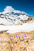 Krokus in der Nähe von Rifugio Balma, Fontainemore, Naturschutzgebiet Mont Mars, Lystal, Aostatal, italienische Alpen, Italien
