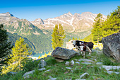 Cows at Pian del Brengi, Valle dell Orco, Gran Paradiso National Park, Province of Turin, italian alps, Italy