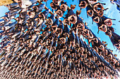 Racks full of dried codfish, Svolvaer, Lofoten, Norway