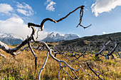 Dead trees with Paine Horns in the background in autumn. Torres del Paine National Park, Ultima Esperanza province, Chile.