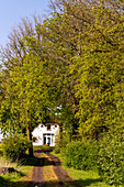 Thatched roof in Siggeneben, Ostholstein, Schleswig-Holstein, Germany