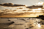 Seagulls on the beach of Kelllenhusen, Baltic Sea, Ostholstein, Schleswig-Holstein, Germany