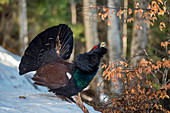 Parade of the western capercaillie on the snow, Trentino Alto-Adige, Italy