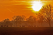 Fallow deer on the run in the evening light, Ostholstein, Schleswig-Holstein, Germany