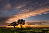 Zwei Eichen im Rapsfeld, Abendlicht, Ostholstein, Schleswig-Holstein, Deutschland