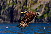 Seeadler mit Beute im Flug, Flatanger, Namdalen, Tröndelag, Norwegen