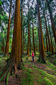 Woman observes oaks in a forest park, Rosais, Sao Jorge, Azores, Portugal, Western Europe 