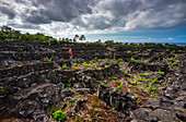 Woman in vineyards, Cais do Mourato, Pico Island, Azores, Portugal, Western Europe