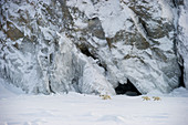 Eisbären (Ursus maritimus) nahe Klippe, Wrangel-Insel, Russland