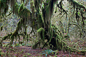Regenwaldbäume bedeckt mit Moos, Hoh Regenwald, Olympic Nationalpark, Washington, USA