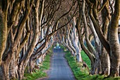Vereinigtes Königreich, Nordirland, County Antrim, Ballymoney, The Dark Hedges, von Bäumen gesäumte Straße, Morgendämmerung