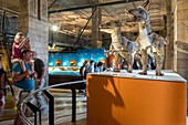 United Kingdom, London, Natural History Museum, blue zone, dinosaur gallery