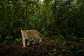 Jaguar (Panthera onca), Männchen, im tropischen Regenwald, Mamoni Valley, Panama