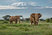 Afrikanische Elefanten (Loxodonta africana) im Grasland mit Kilimandscharo im Hintergrund, Amboseli-Nationalpark, Kenia
