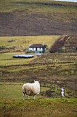 United Kingdom, Scotland, Highlands, Inner Hebrides, Isle of Sky, Duntulm, sheep in a scottish landscape