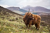 United Kingdom, Scotland, Highlands, Inner Hebrides, Isle of Sky, Elgol, hairy cow from the cattle breed Highland