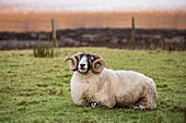 United Kingdom, Scotland, Highlands, Inner Hebrides, Isle of Sky, Dunan, sheep