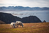 Weidende Schafe auf der Insel Andoya, Norwegen