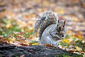 GRAY SQUIRREL IN THE STREET, PARKS AND GARDENS IN THE CITY OF MONTREAL, QUEBEC, CANADA