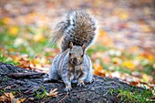 GRAY SQUIRREL IN THE STREET, PARKS AND GARDENS IN THE MONTREAL, QUEBEC, CANADA