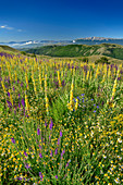 Blooming mullein with Monte Sirente in the background, Gran Sasso National Park, Parco nazionale Gran Sasso, Apennines, Abruzzo, Italy