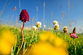 Flower meadow with pyramidal dogwort and clover, Grande Anello dei Sibillini, Sibillini Mountains, Monti Sibillini, Monti Sibillini National Park, Parco nazionale dei Monti Sibillini, Apennines, Marche, Umbria, Italy