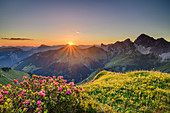 Sunrise over Allgäu Alps and Lechquellen Mountains, with alpine roses in the foreground, from the Zafernhorn, Großes Walsertal Biosphere Reserve, Bregenz Forest Mountains, Bregenzerwald, Vorarlberg, Austria