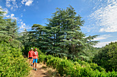 Mann und Frau wandern im Foret de Cedres, Atlaszedern im Hintergrund, Foret de Cedres, Luberon, Naturpark Luberon, Vaucluse, Provence-Alpes-Côte d´Azur, Frankreich