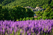 Blühendes Lavendelfeld mit Dorf im Hintergrund, Grand Luberon, Naturpark Luberon, Vaucluse, Provence-Alpes-Côte d´Azur, Frankreich