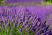 Blühendes Lavendelfeld, Grand Luberon, Naturpark Luberon, Vaucluse, Provence-Alpes-Côte d´Azur, Frankreich