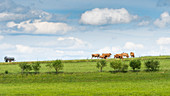 Grasende Kühe unter blauweissem Himmel, Bayern, Deutschland